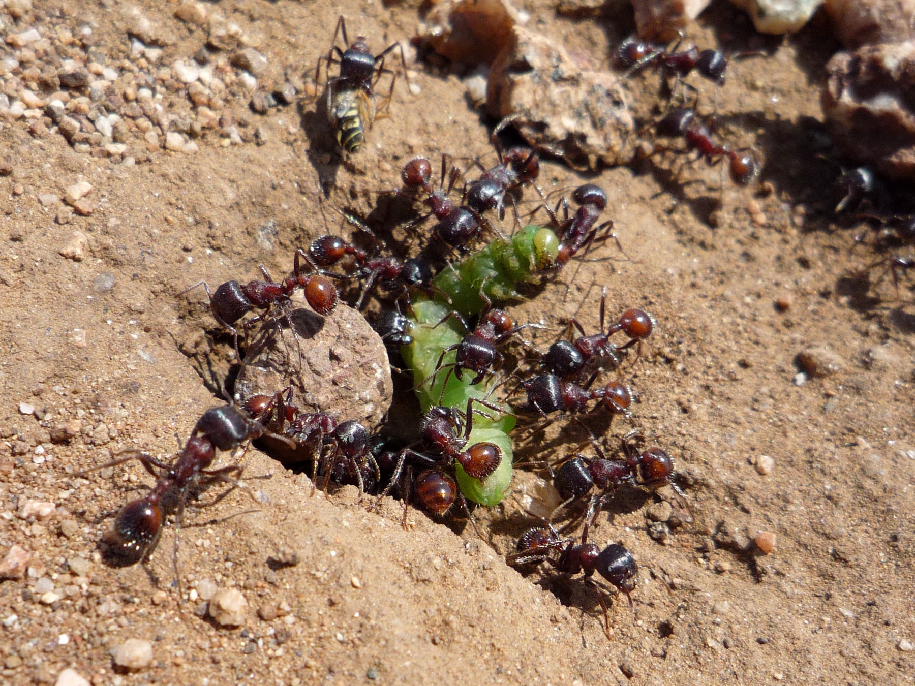 Ants Eating A Caterpillar.jpg