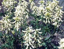 Astragaluspraelongus.jpg