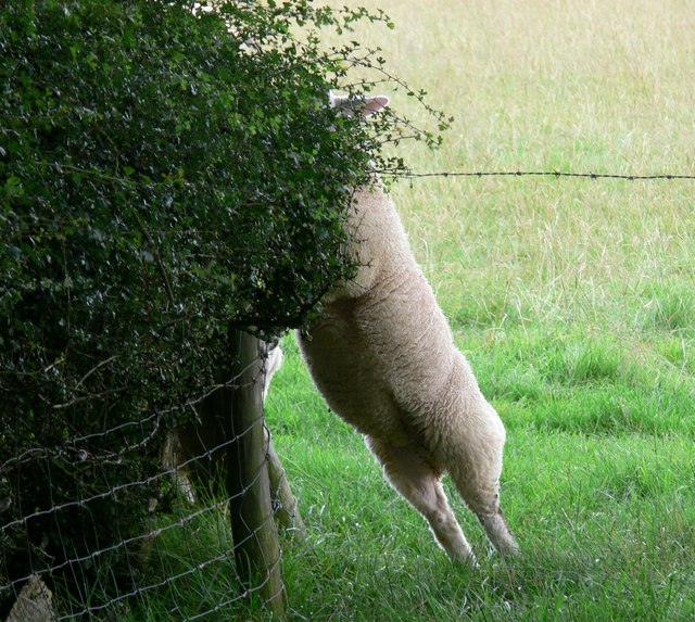 File:Athletic Sheep - geograph.org.uk - 506248.jpg