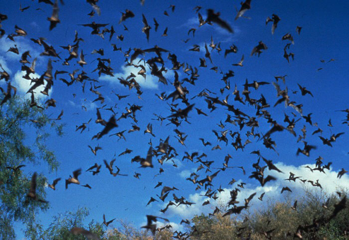 File:Bats may transfer Rabies Virus.jpg
