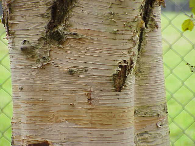 Betula papyrifera - Wikipedia