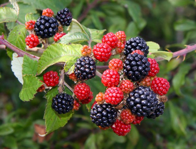 File:Blackberries by Hanney Road - geograph.org.uk - 1469378.jpg ...