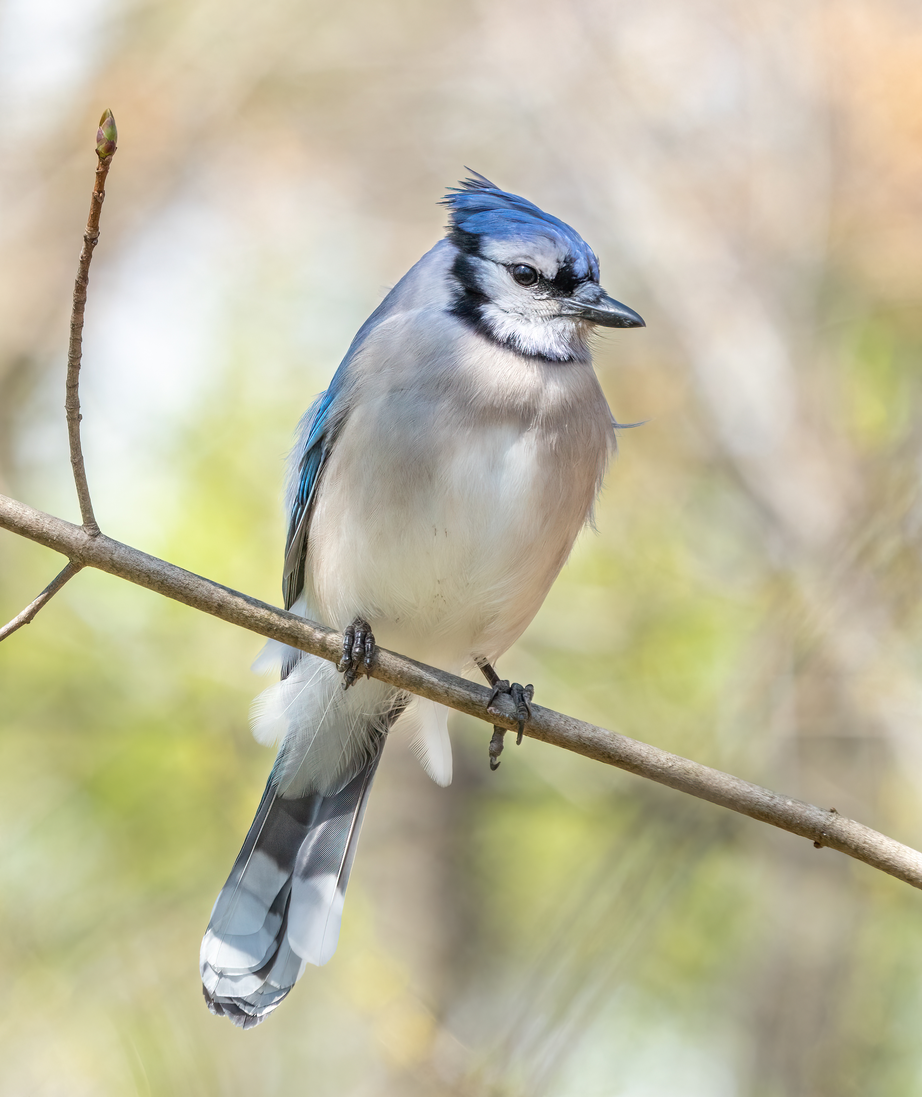 Blue jay - Wikipedia