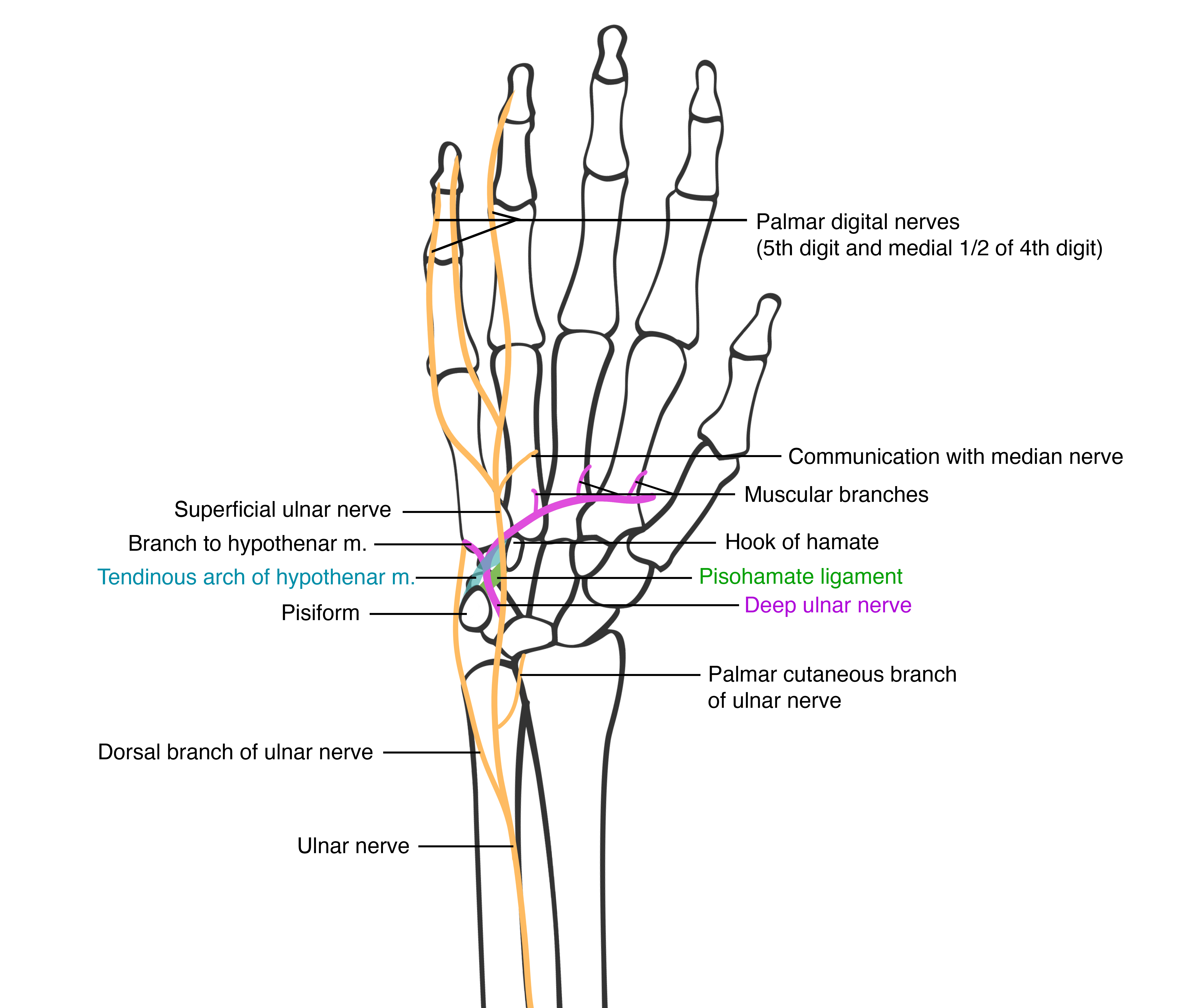 Ulnar nerve anatomy in the hand.