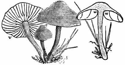 Britannica Mushroom Fairy-ring Champignon.jpg