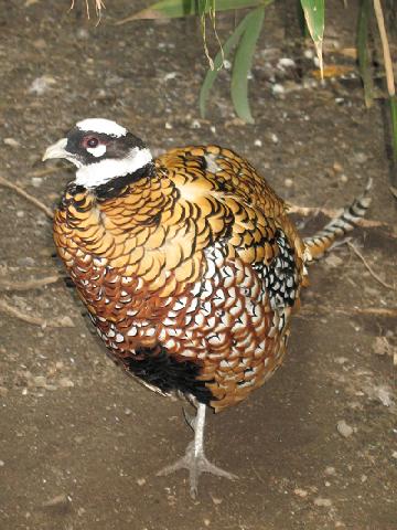 Common pheasant - Wikipedia