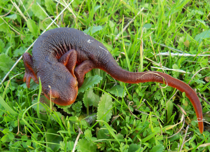 File:California newt.jpg