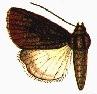 File:Callyna cupricolora.JPG