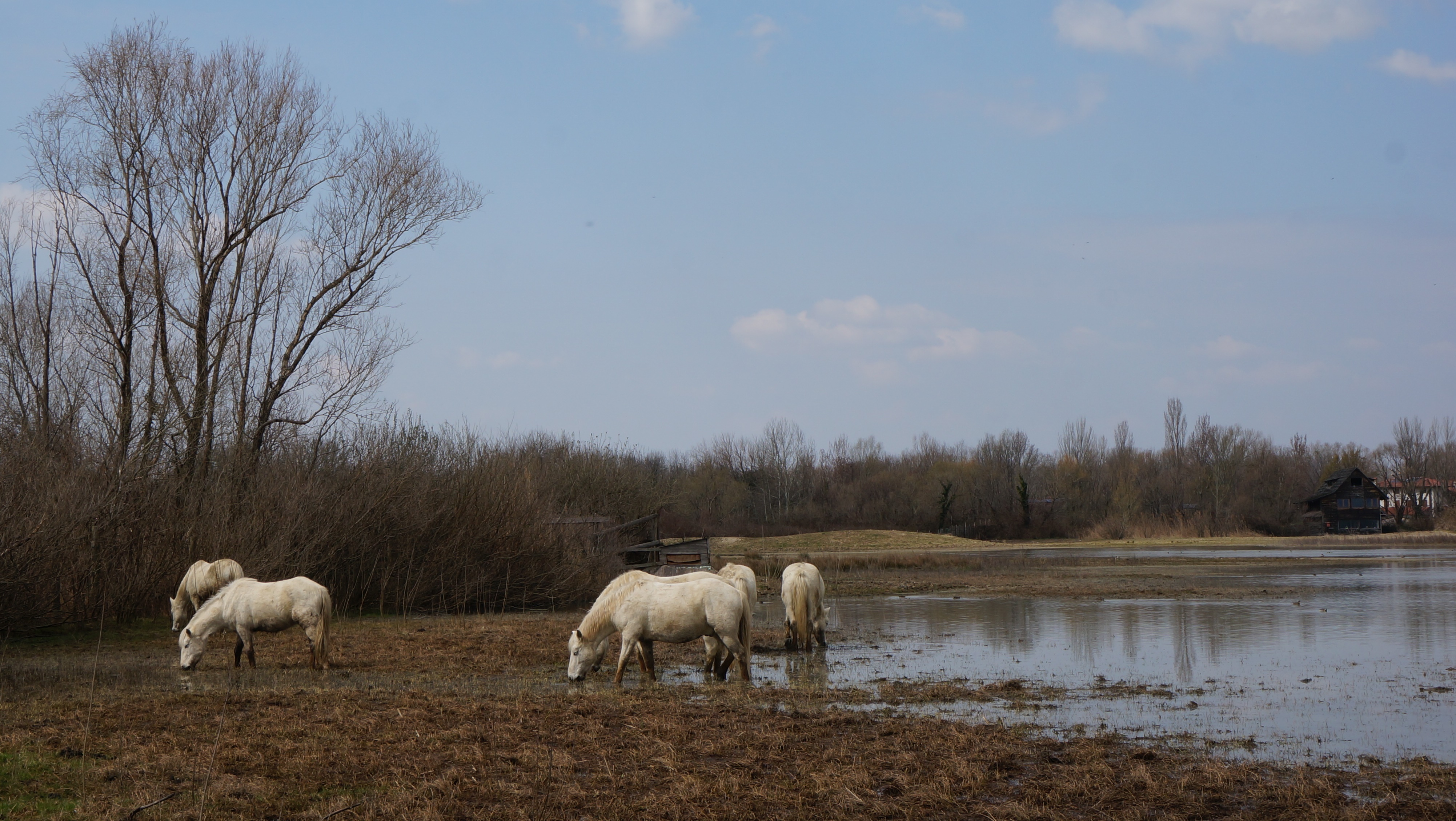 File:Camargue Nature.jpg - Wikimedia Commons