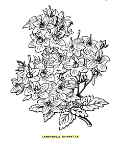 <i>Campanula isophylla</i> Species of plant
