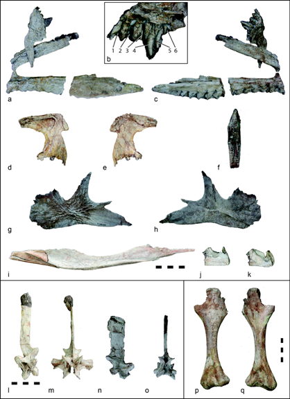File:Carnufex holotype.png