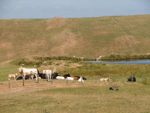 File:Cattle by reservoir at Banc Blaen Magwr - geograph.org.uk - 208147.jpg