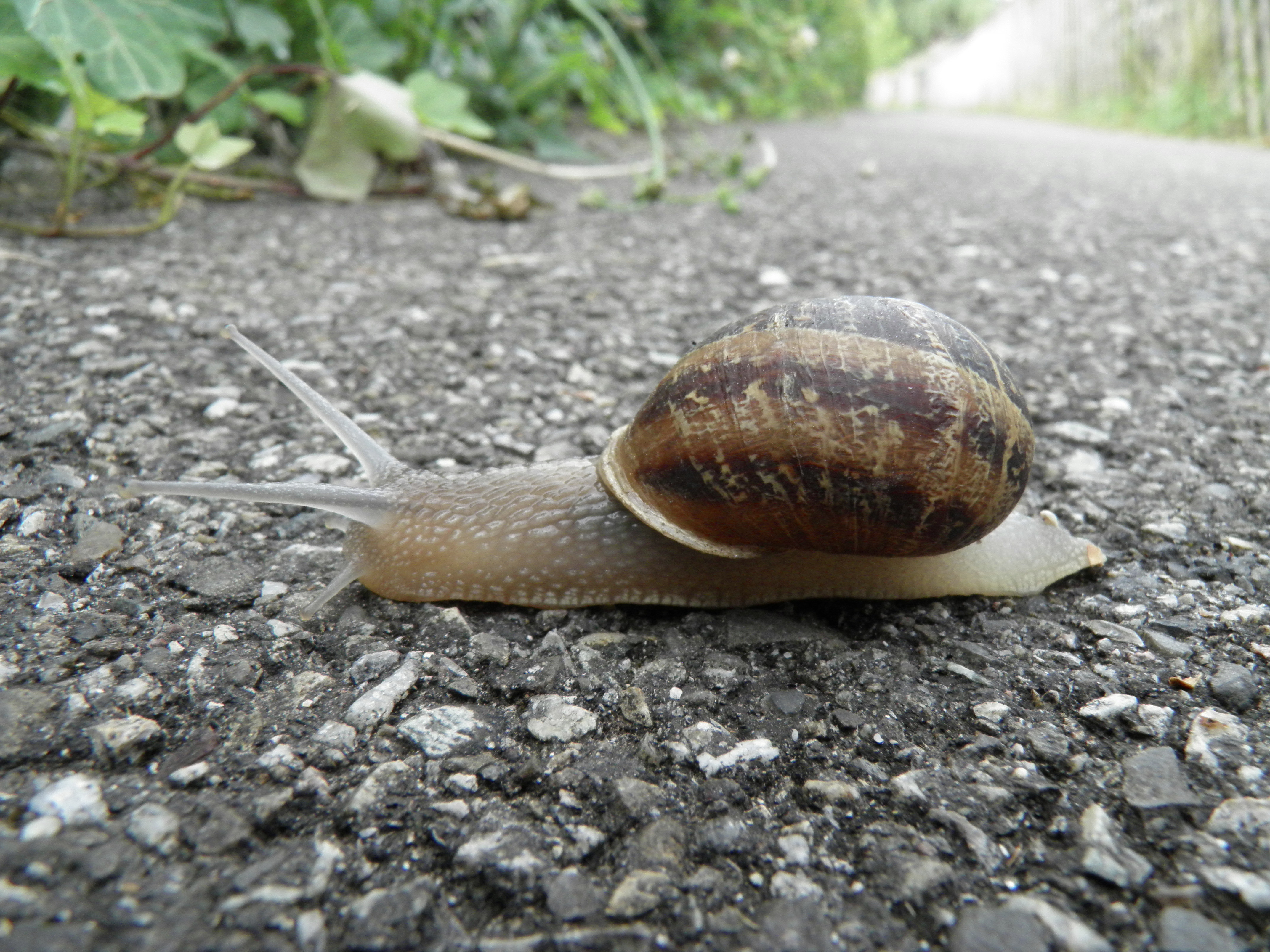 Helix aspersa фото