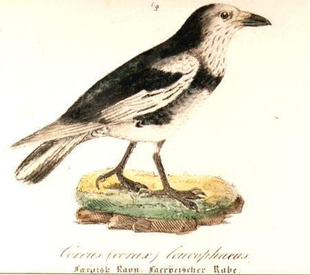 File:Corvus corax varius morpha leucophaeus.jpg