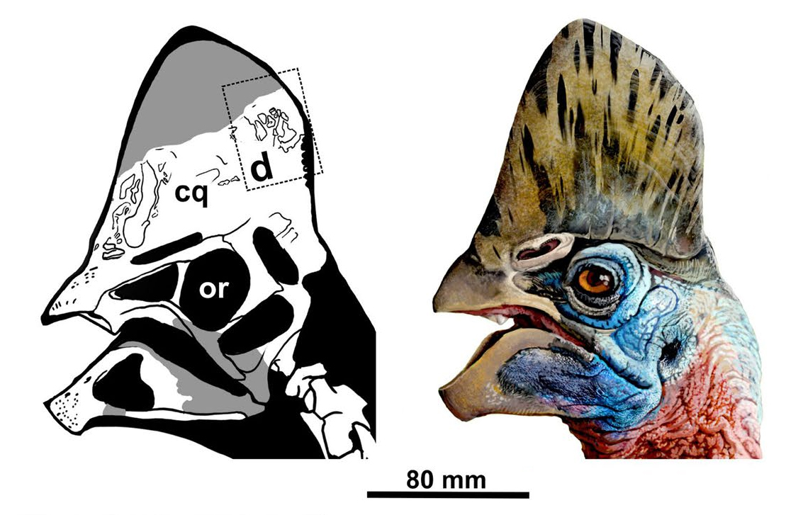 Corythoraptor casque restoration.jpg