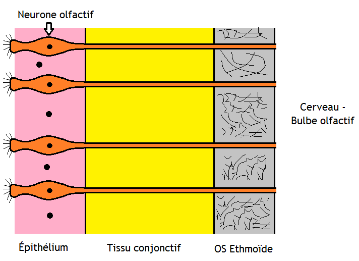 File:Coupe-section de la paroi nasale.png