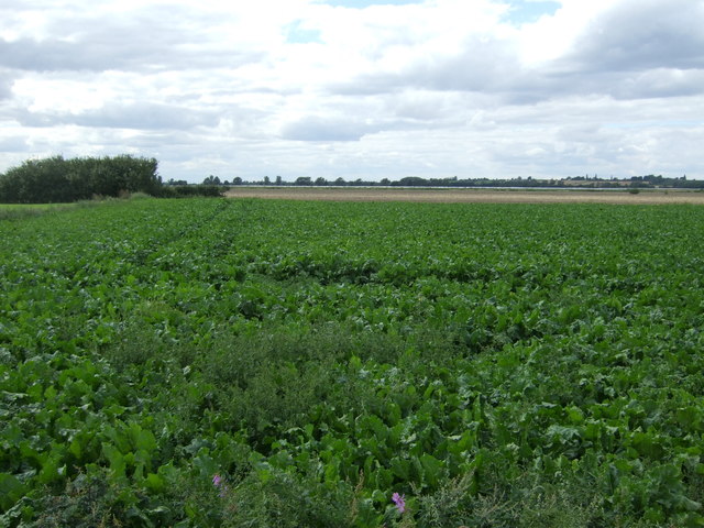 File:Crop field west of Twenty Pence Road - geograph.org.uk - 5498805.jpg