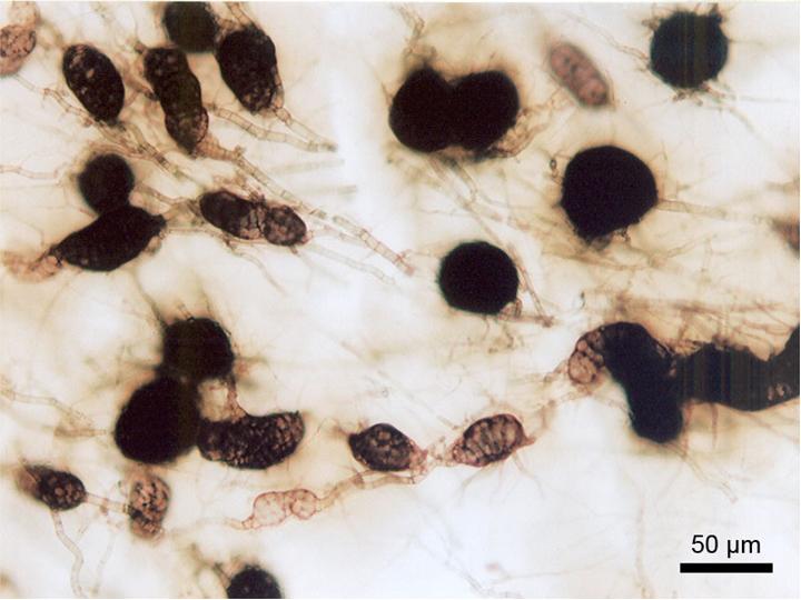 File:Culture of Macrophomina phaseolina on PDA.jpg