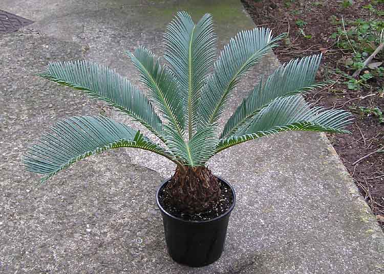 Sago Palms and other Poisonous Plants