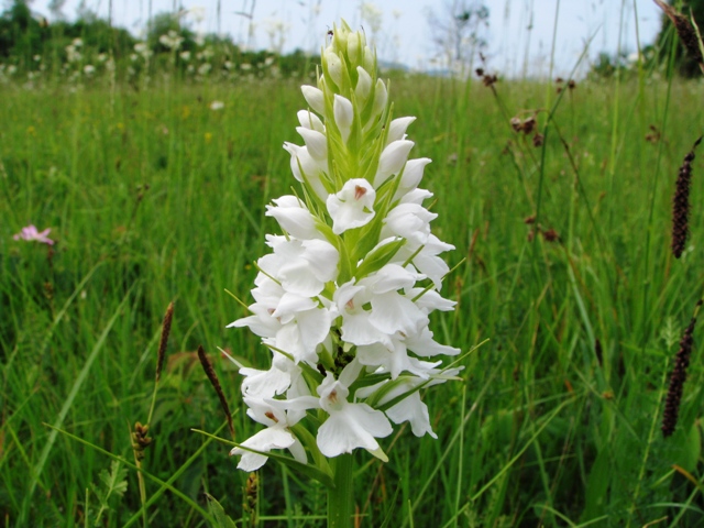 File:Dactylorhiza transsilvanica Belčji vrh.jpg