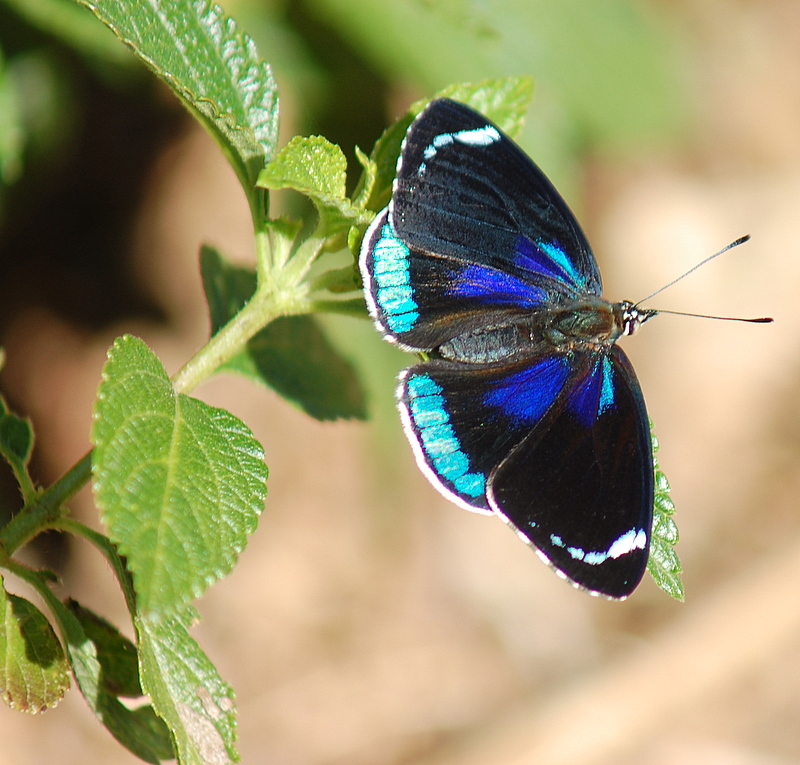 Черно синяя бабочка. Синяя бабочка. Бабочка черная. Бабочка черного цвета. Красивая голубая бабочка.