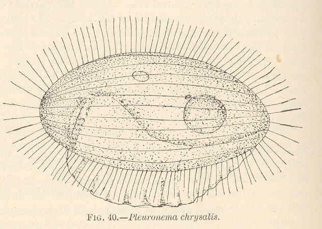 File:FMIB 40850 Pleuronema chrysalis.jpeg