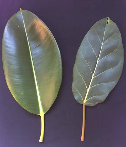 File:Ficus elastica Ficus lutea.JPG