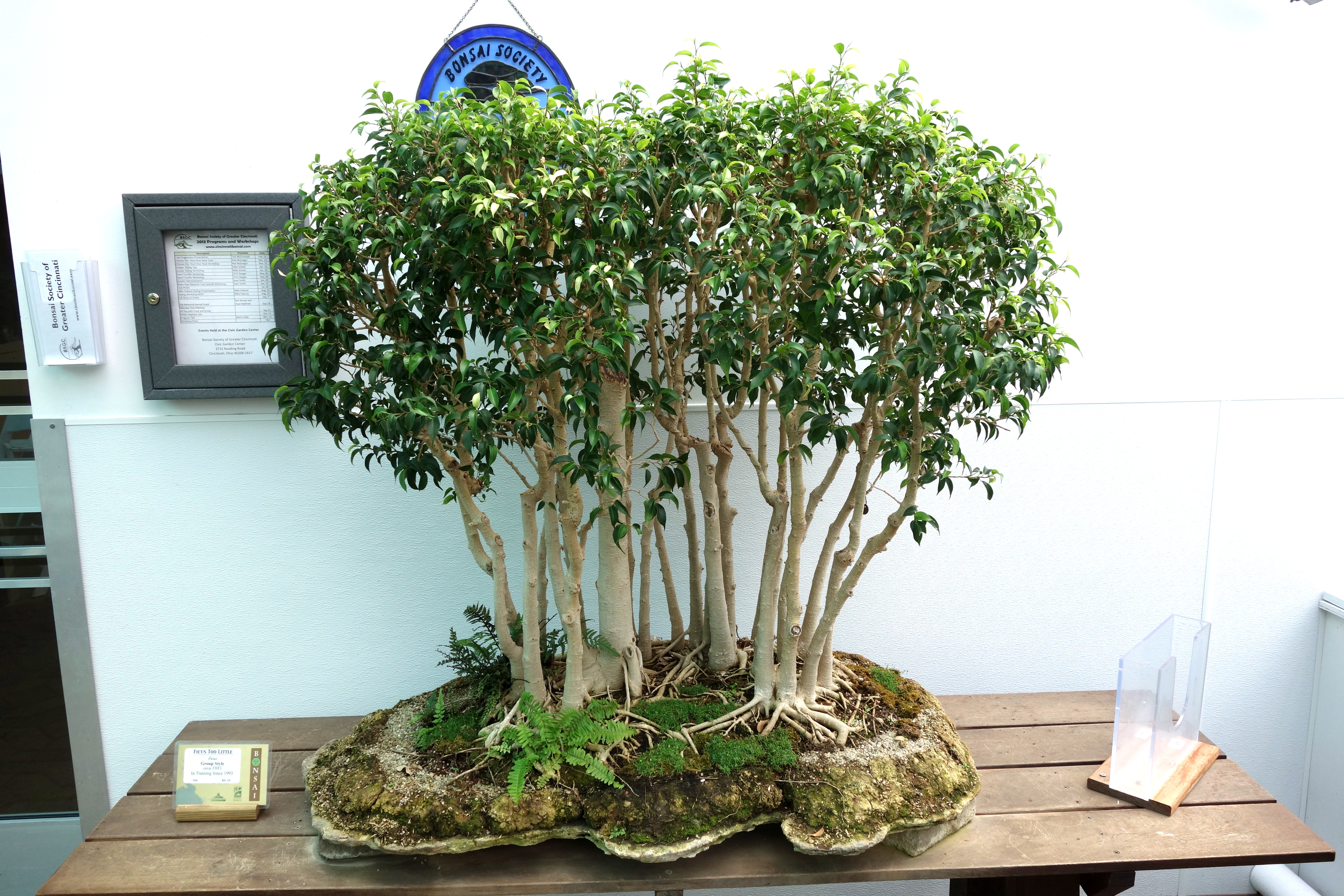 Ficus_sp