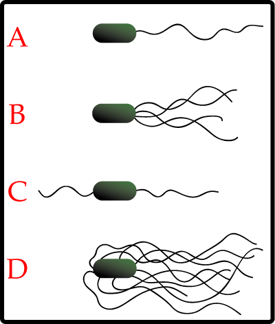 File:Flagella.png