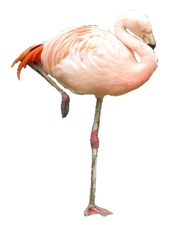 File:Flamingo1209 white background.jpg