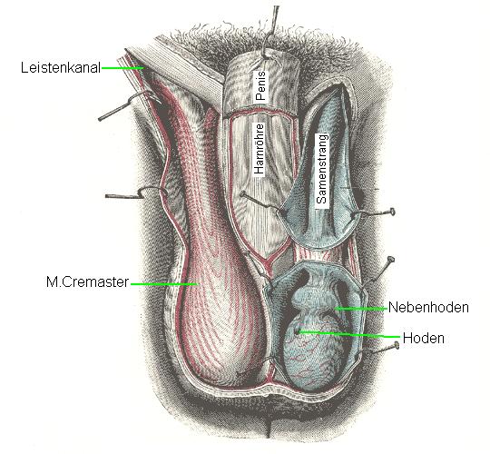 Anatomische Skizze von Hodensack mit  Hoden, Nebenhoden und M. Cremaster