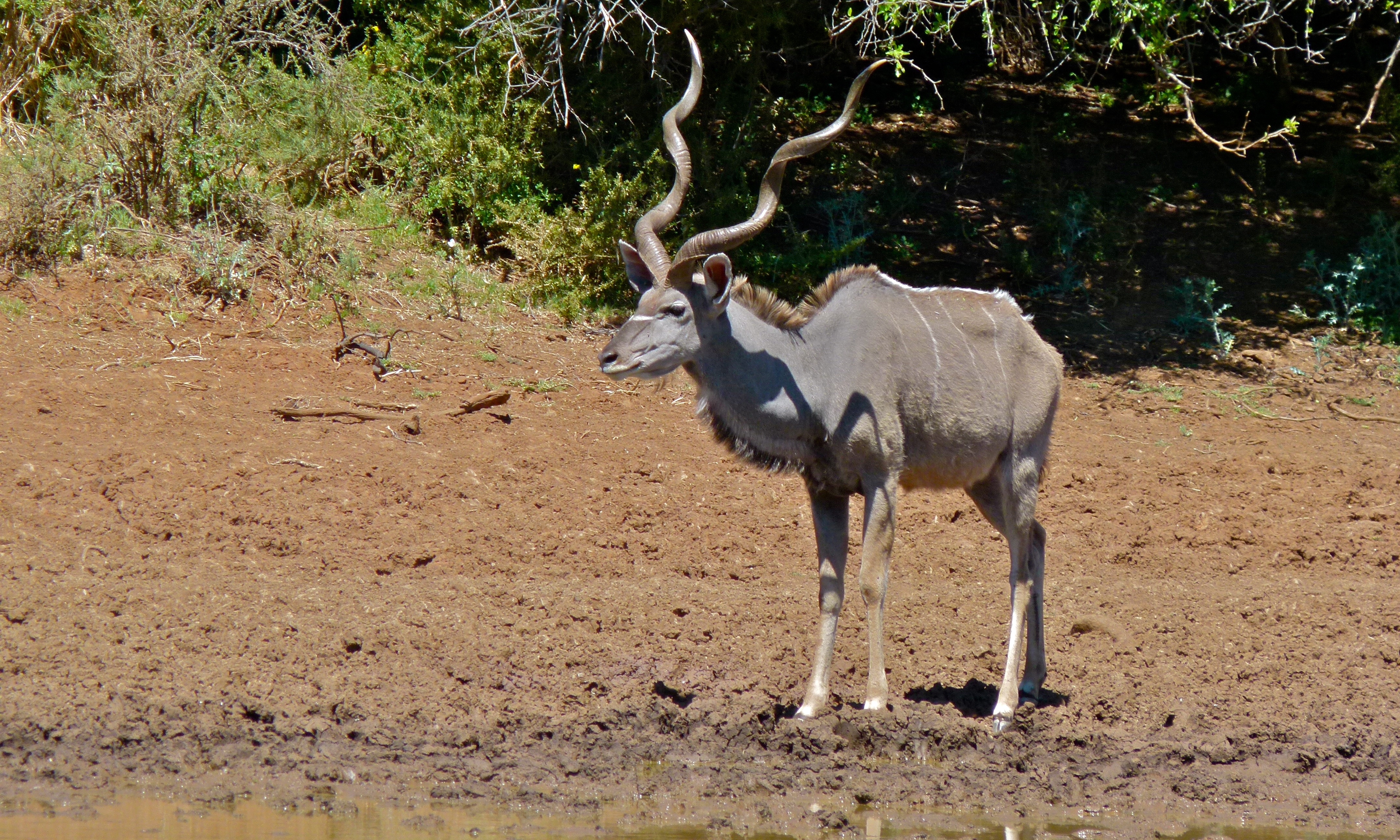 Greater Kudu (Tragelaphus strepsiceros) (6611680005).jpg