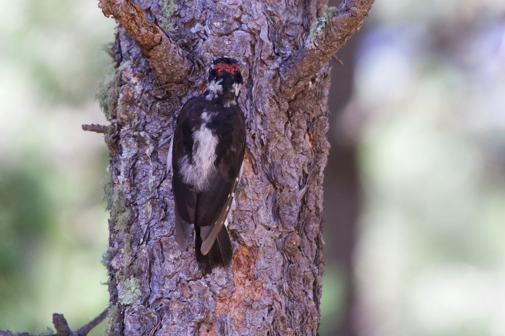 Hairy Woodpecker - Rustler Park - Cave Creek - AZ - 2015-08-16at10-39-54 (21450459369).jpg