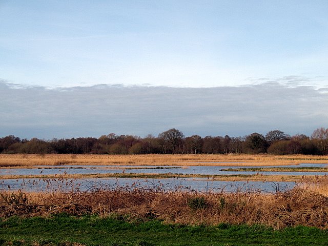 Ham Wall Reserve - geograph.org.uk - 677505