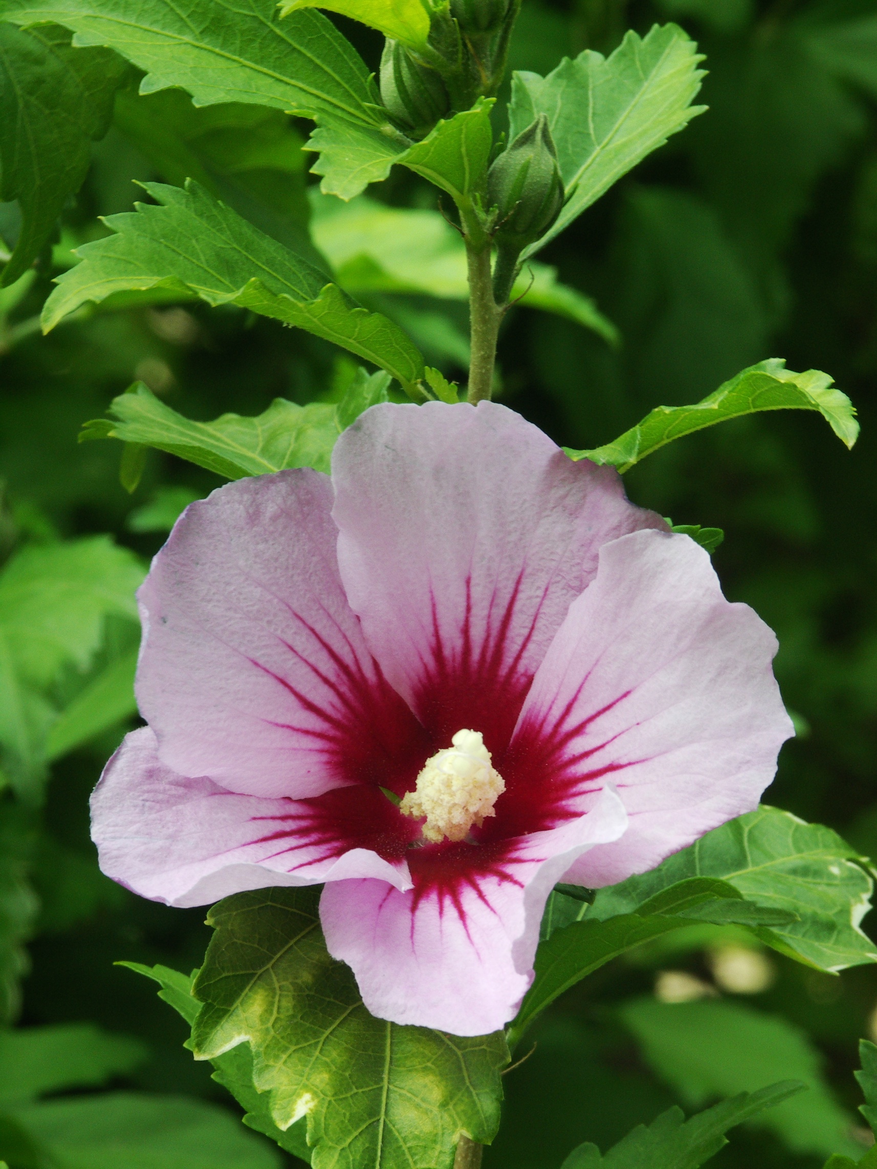 Hibiscus Syriacus Simple English Wikipedia The Free Encyclopedia