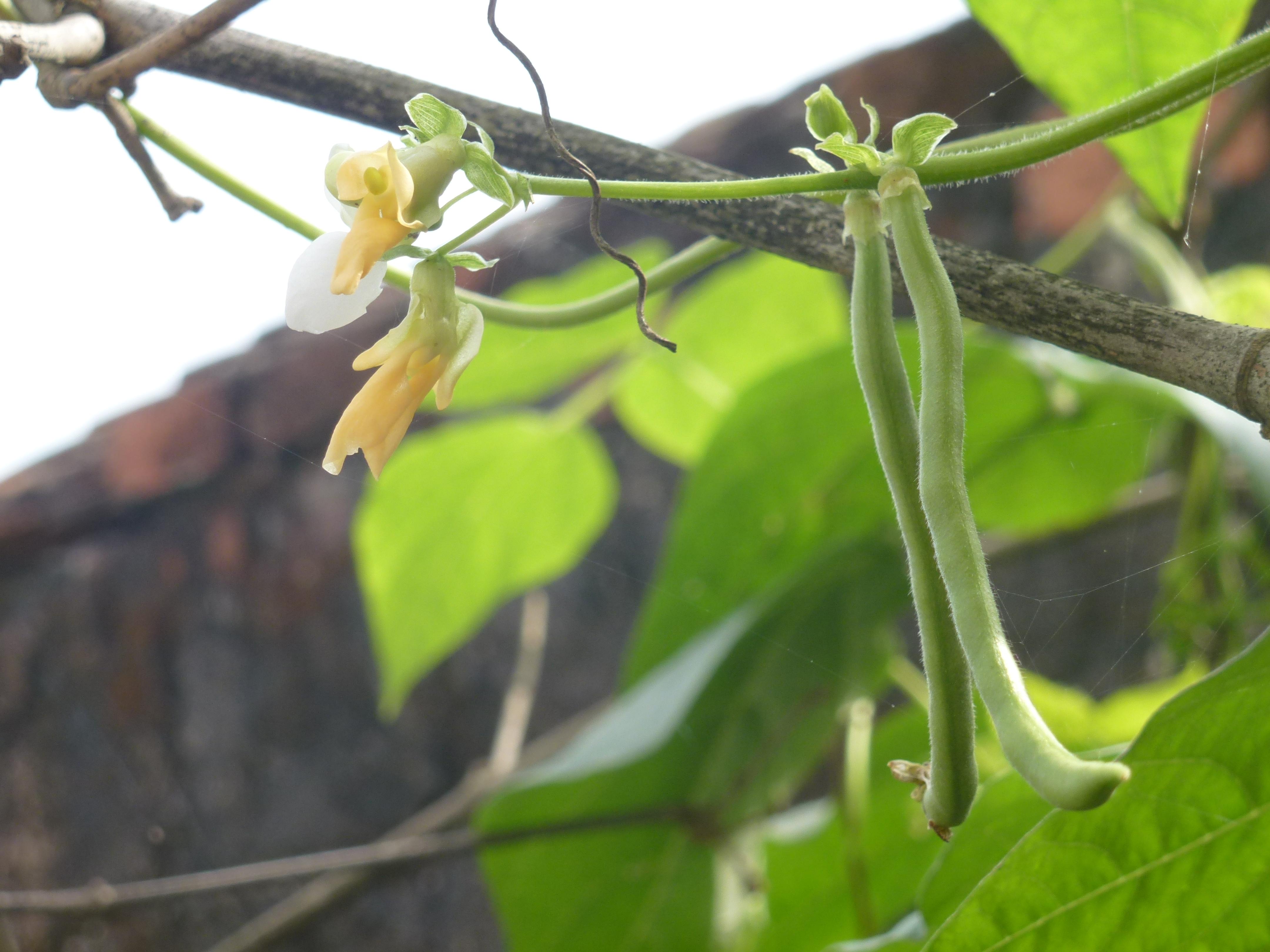 Плод фасоли. Phaseolus Limensis. Phaseolus vulgaris Linn. Phaseolus trilobus. Phaseolus retusus.