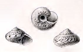<i>Ilanga laevissima</i> species of mollusc