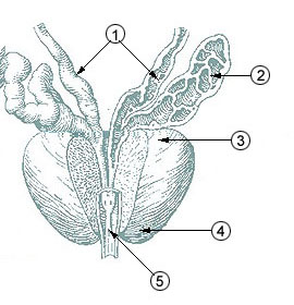 prostata apex