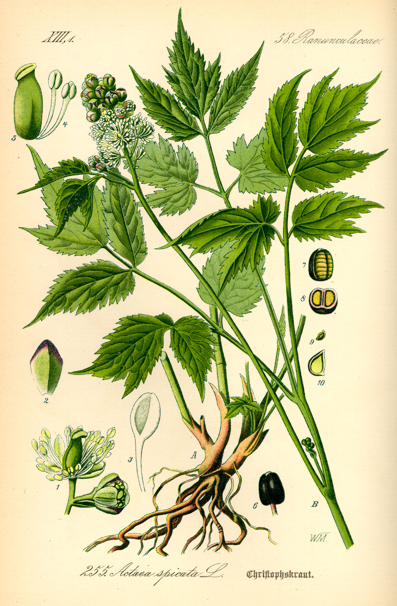 actaea spicata homeopatia