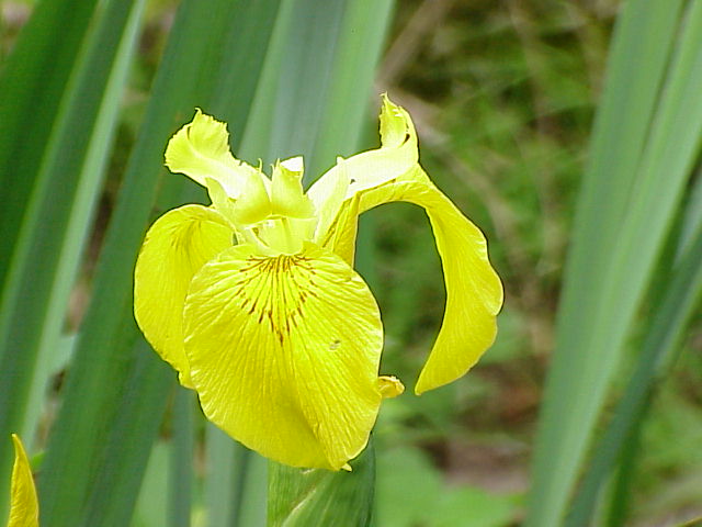 Iris germanica5.jpg