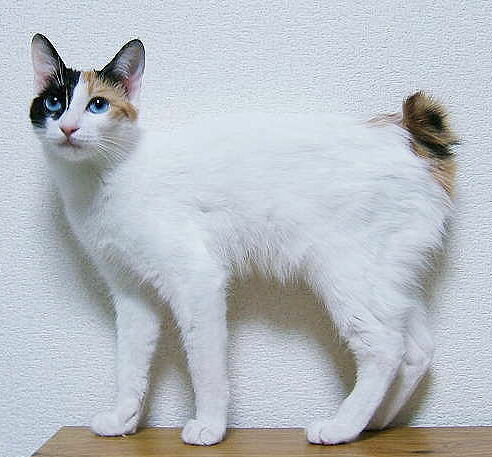 File:JapaneseBobtailBlueEyedMi-ke (cropped).JPG