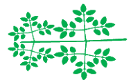 File:Leaf morphology tripinnate.png