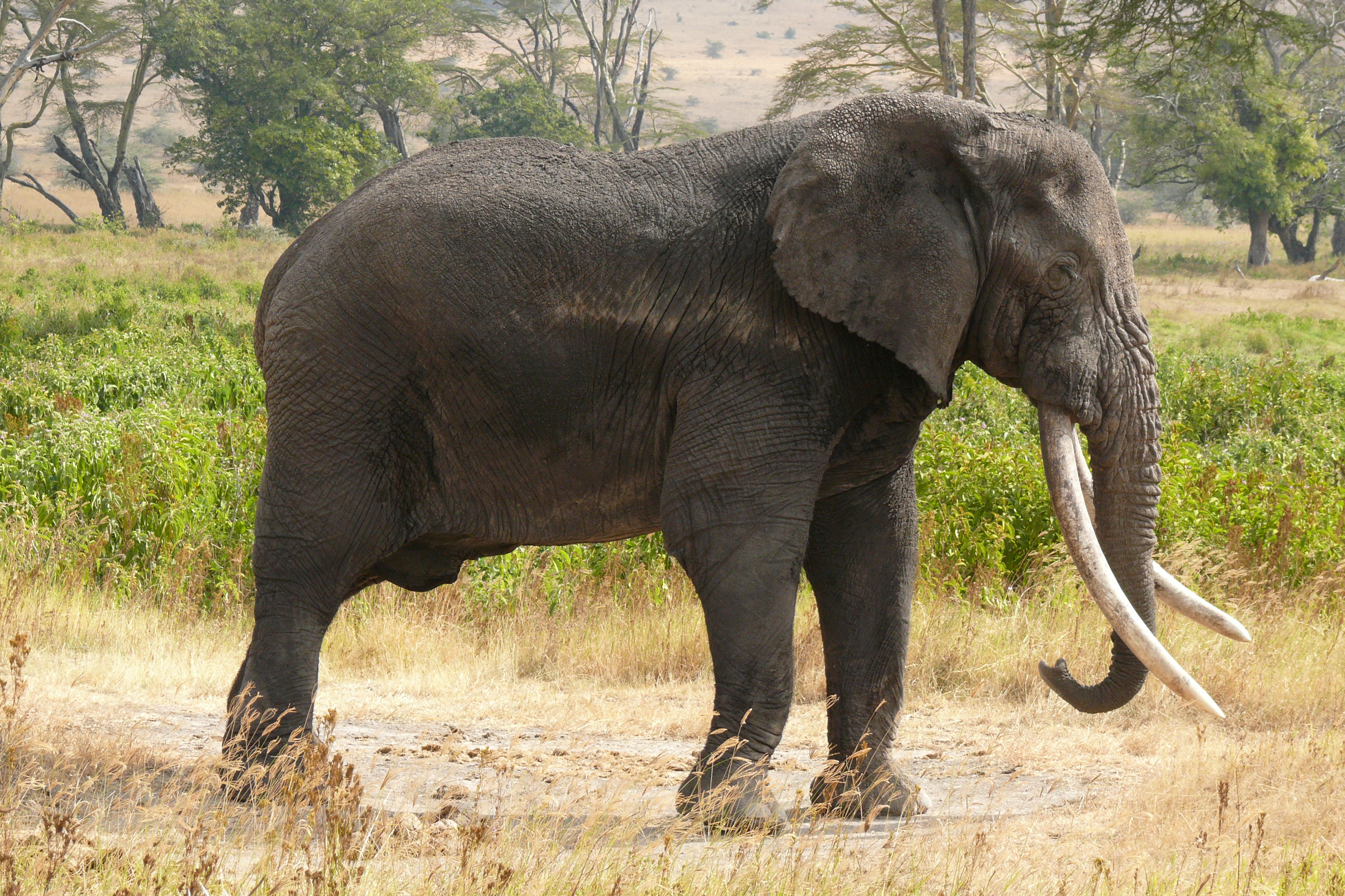 Resultado de imagen de elefante africano wikipedia