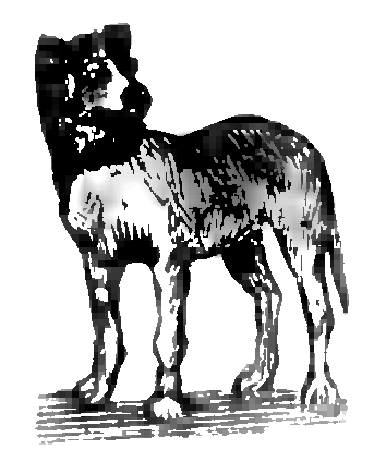 File:M. Arcta słownik ilustrowany języka polskiego - ilustracja do hasła Dog.png