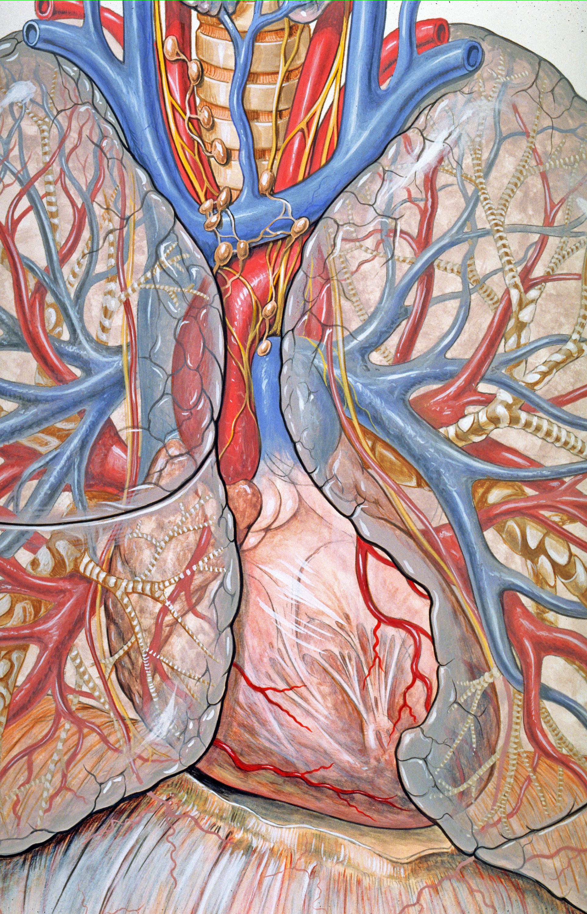 Bestand:Mediastinum anatomy.jpg - Wikipedia