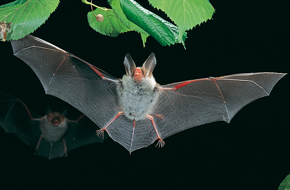 Flying bat near plant