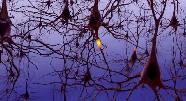 File:Neural signaling.PNG