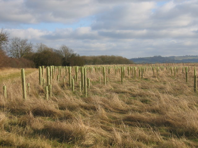 File:New Plantation - geograph.org.uk - 128033.jpg