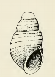 <i>Odostomia chilensis</i> Species of gastropod