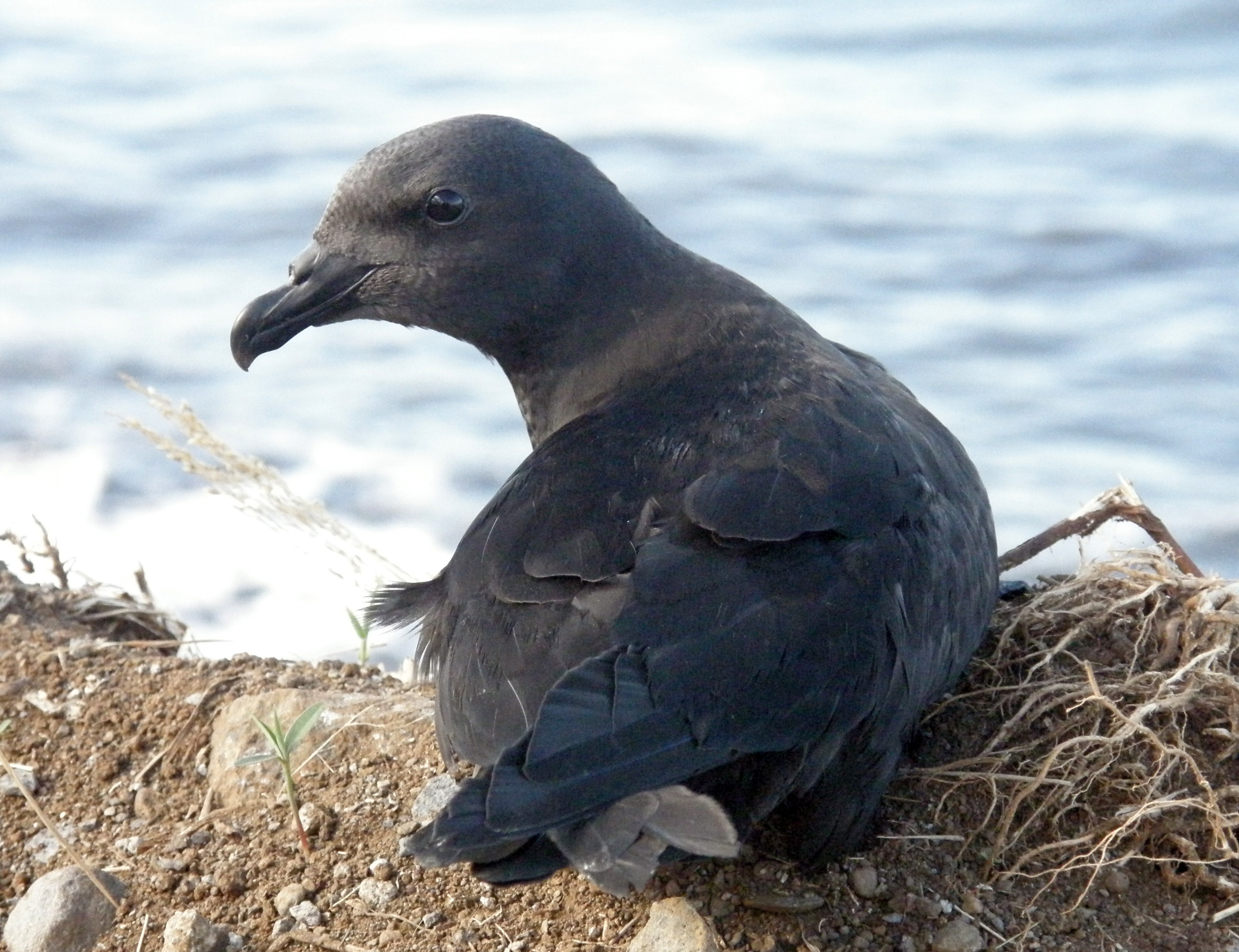 Petrel De Bourbon Wikipedia